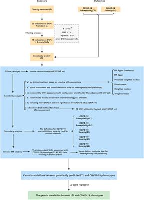 Telomere Length and COVID-19 Outcomes: A Two-Sample Bidirectional Mendelian Randomization Study